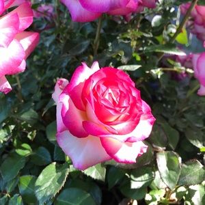 Meet your Posher, Alta